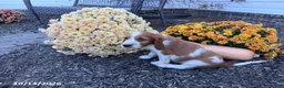 Welsh Springer Spaniel dogs for sale: Lance - Ad 4