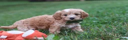 Cavapoo dogs for sale: Jett - Ad 5