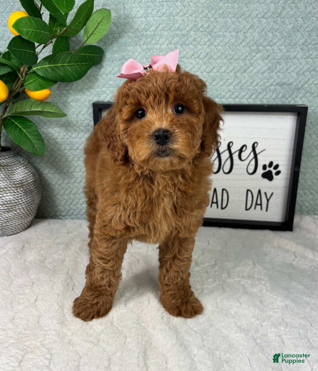 Mini Goldendoodle dogs for sale: Georgia  - Ad 3