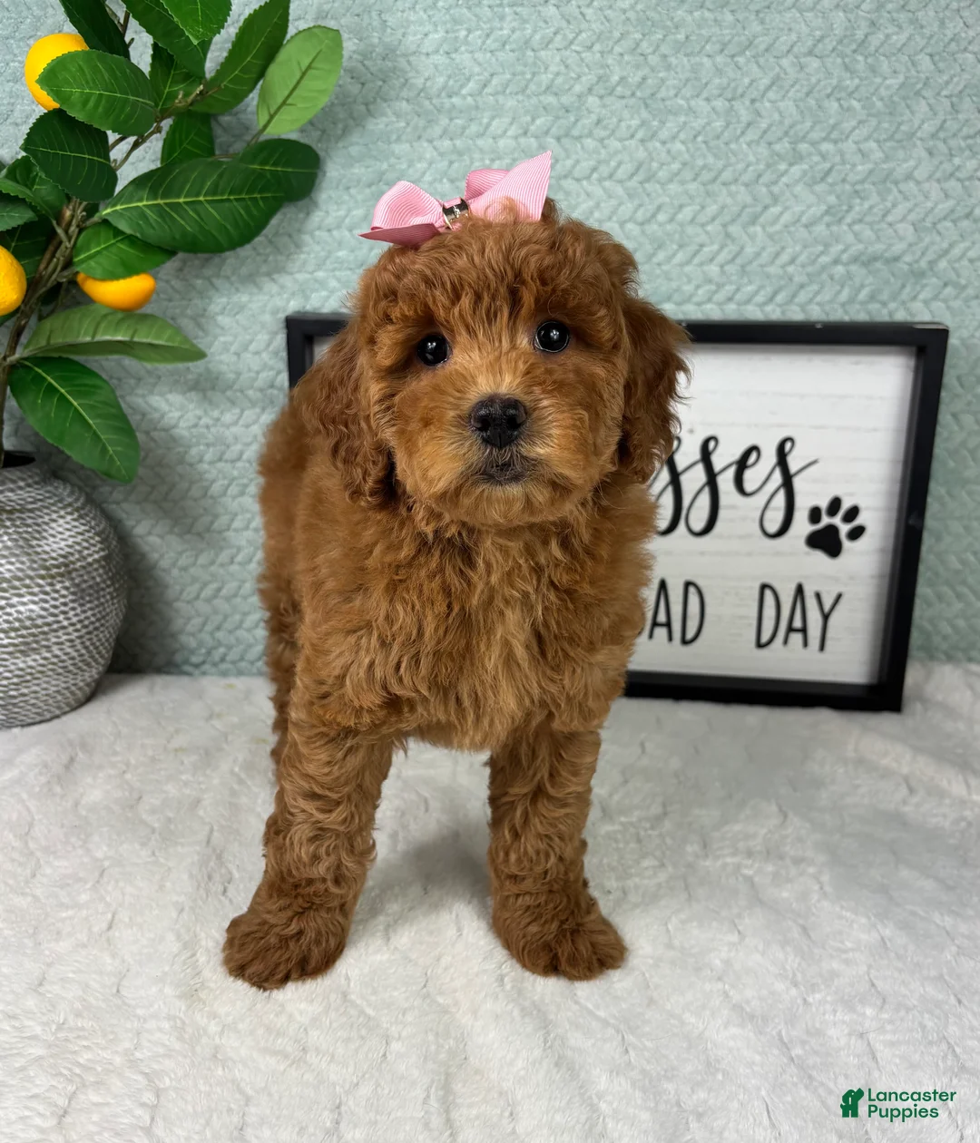 Mini Goldendoodle dogs for sale: Georgia  - Ad 3