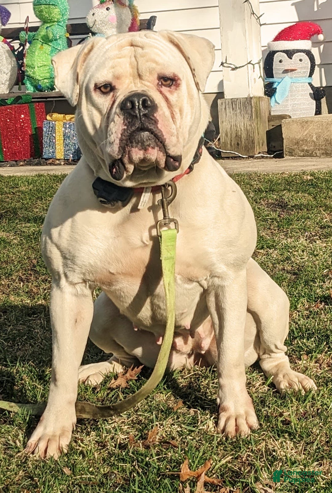 Gallery Image {{count}}