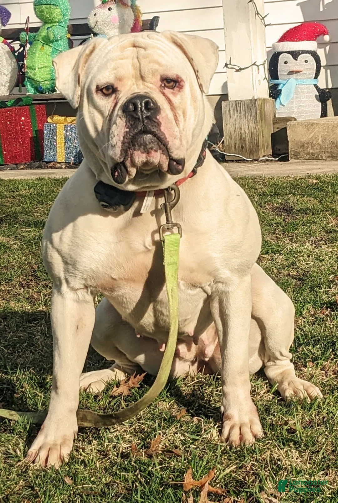 Gallery Image {{count}}