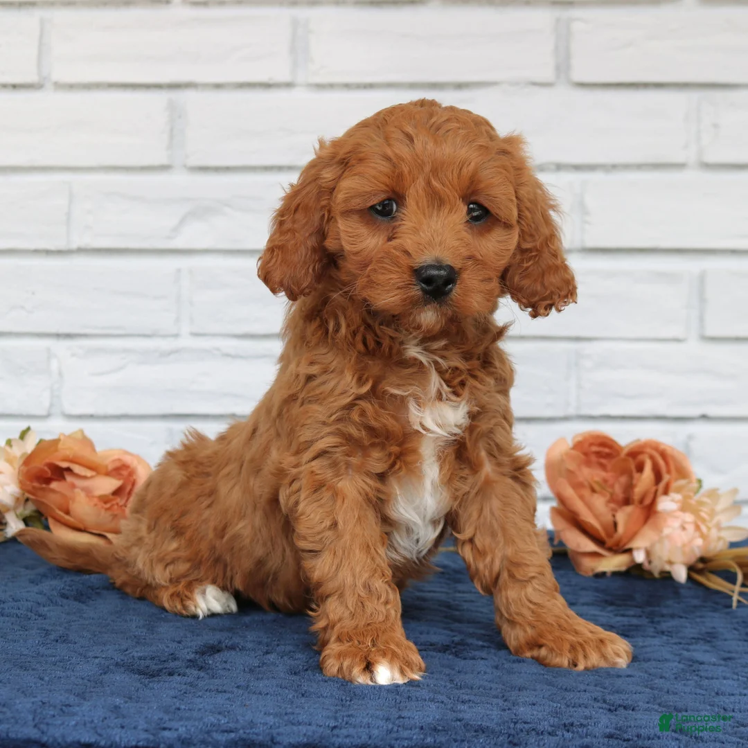 Cavapoo dogs for sale: Amy  - Ad 1