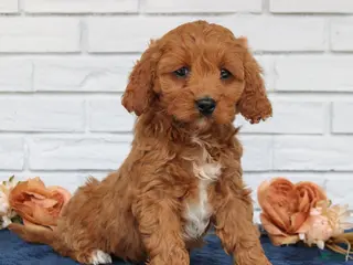 Cavapoo dogs for sale: Amy - Ad 2