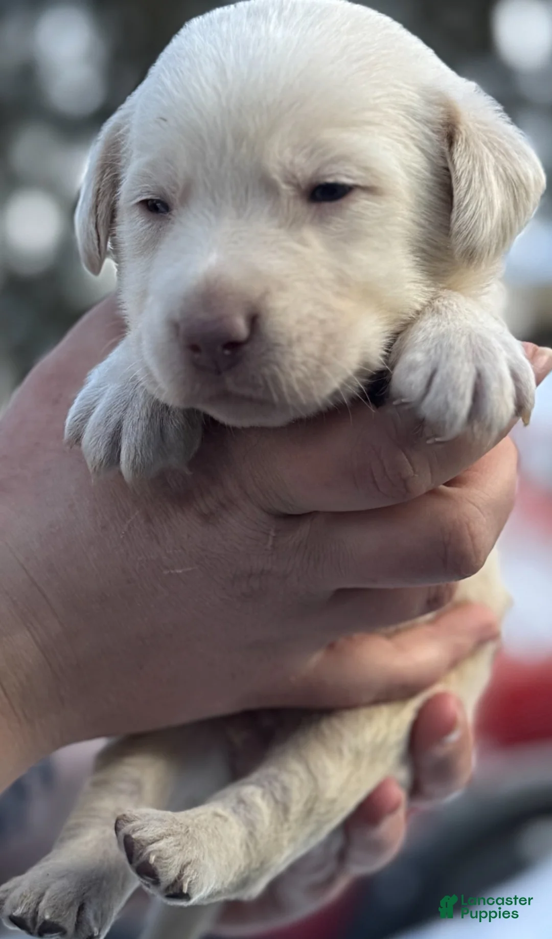 Labrador Retriever dogs for sale: Labrador Retriever Puppy 1 - Ad 5
