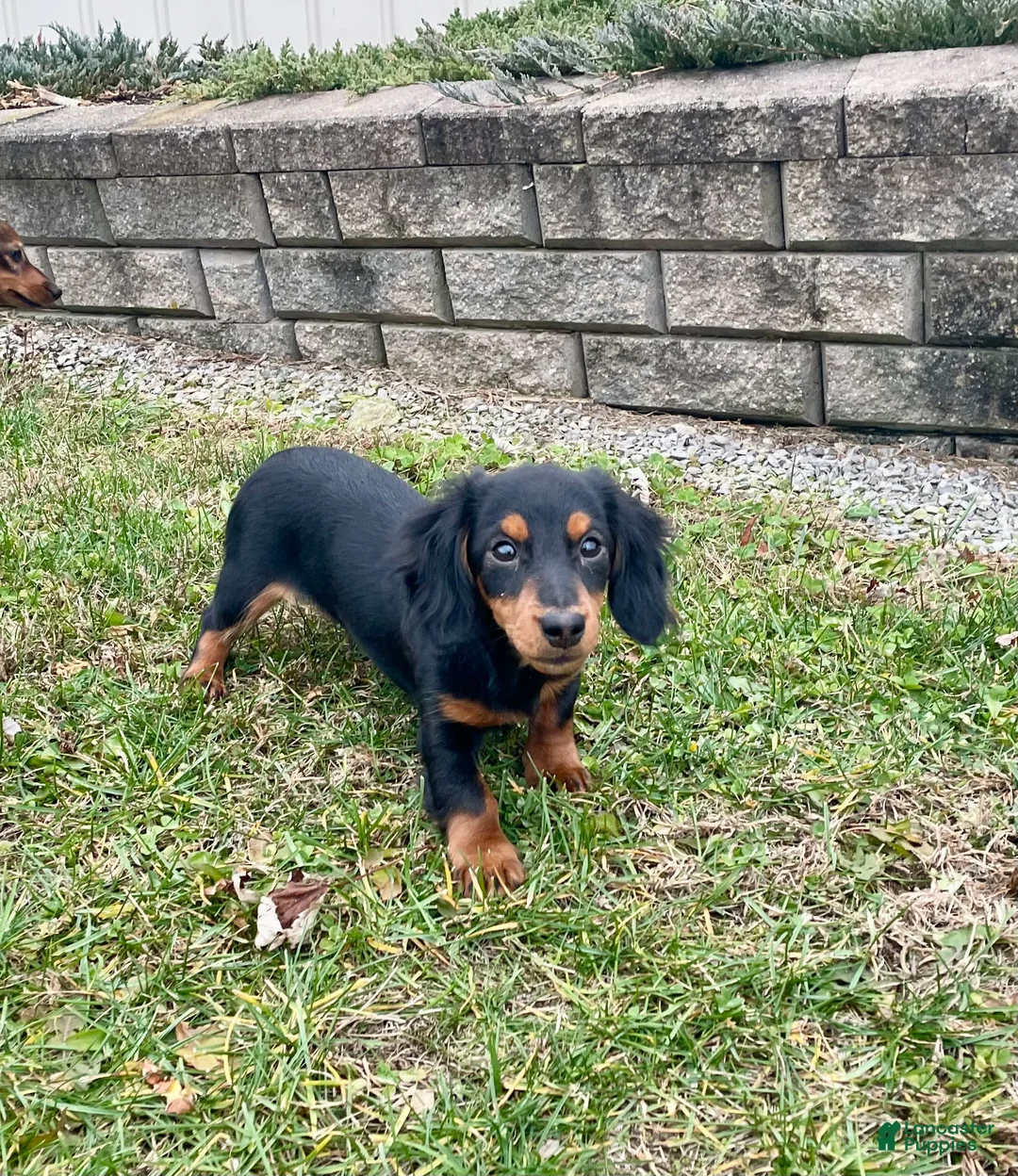 Miniature Dachshund dogs for sale: Miniature Dachshund Puppy 2 - Ad 10