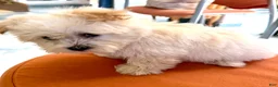 Maltipoo dogs for sale: Maltipoo 1 - Ad 5