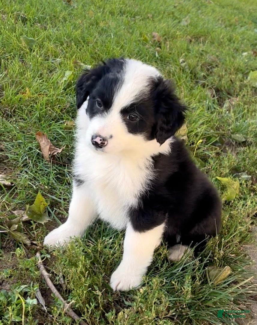 Australian Shepherd dogs Kali - Ad 1