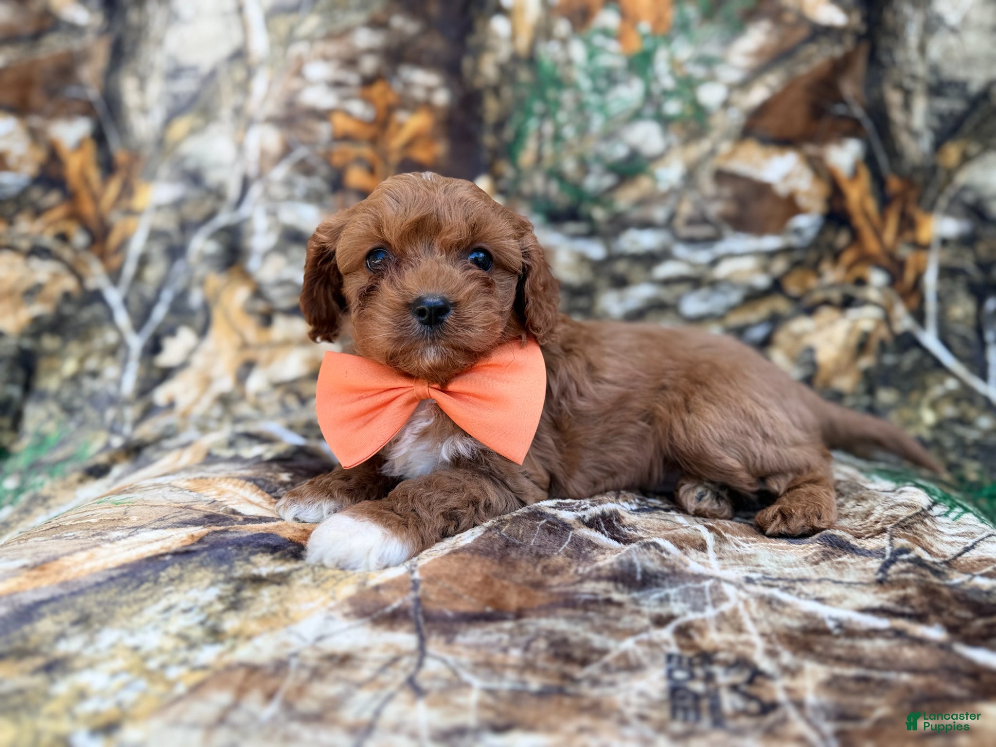 Cavapoo dogs Nacho - Ad 3