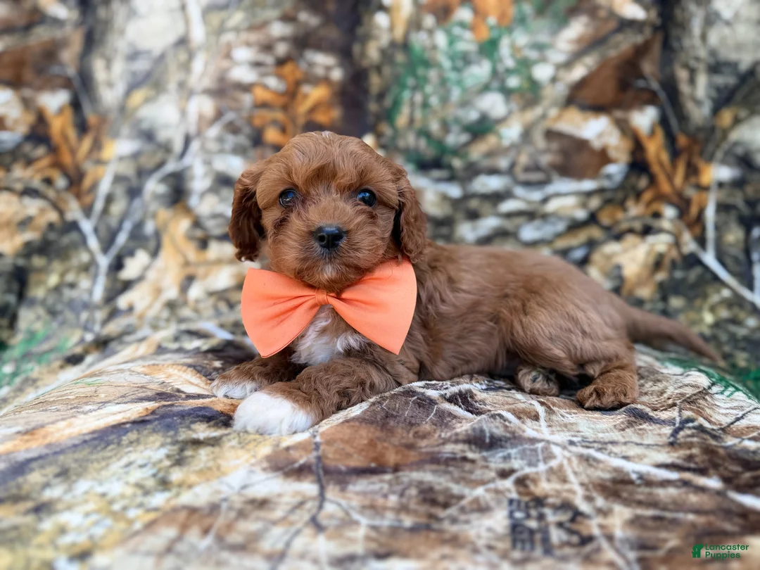 Cavapoo dogs for sale: Nacho - Ad 1