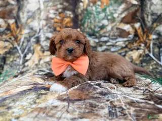 Cavapoo dogs Nacho - Ad 3