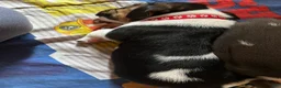 Basset Hound dogs for sale: Basset Hound 3-red collar - Ad 4