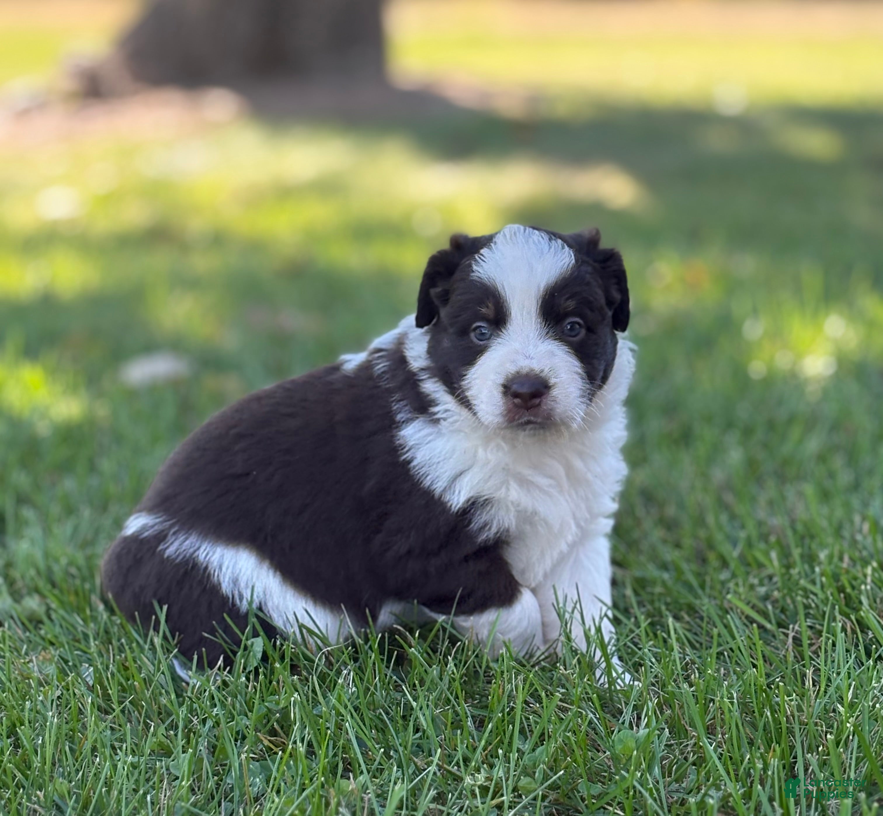 Australian Shepherd Puppies for sale in Newark, Delaware