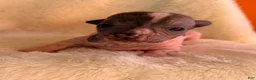 Chihuahua dogs for sale: Chihuahua 2 - Ad 7