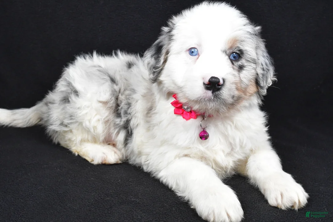 Mini Aussiedoodle dogs for sale: Sky - Ad 7