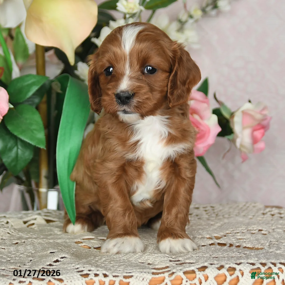 Cavapoo dogs for sale: Jolene - Ad 4