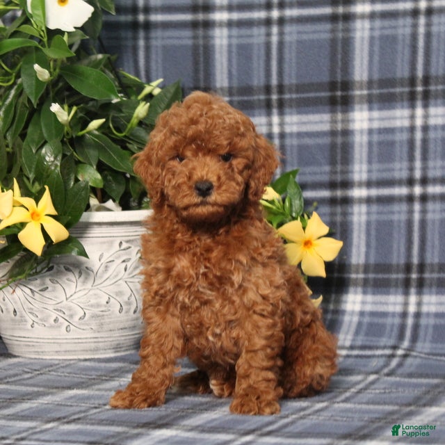 Miniature Poodle dogs Nelson - Ad 1