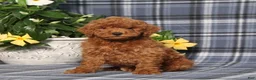 Miniature Poodle dogs for sale: Nelson - Ad 1