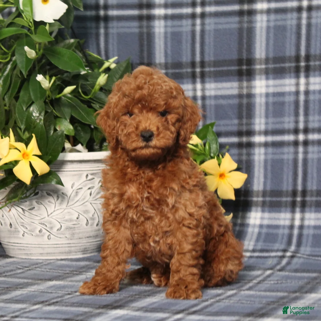 Miniature Poodle dogs for sale: Nelson - Ad 1