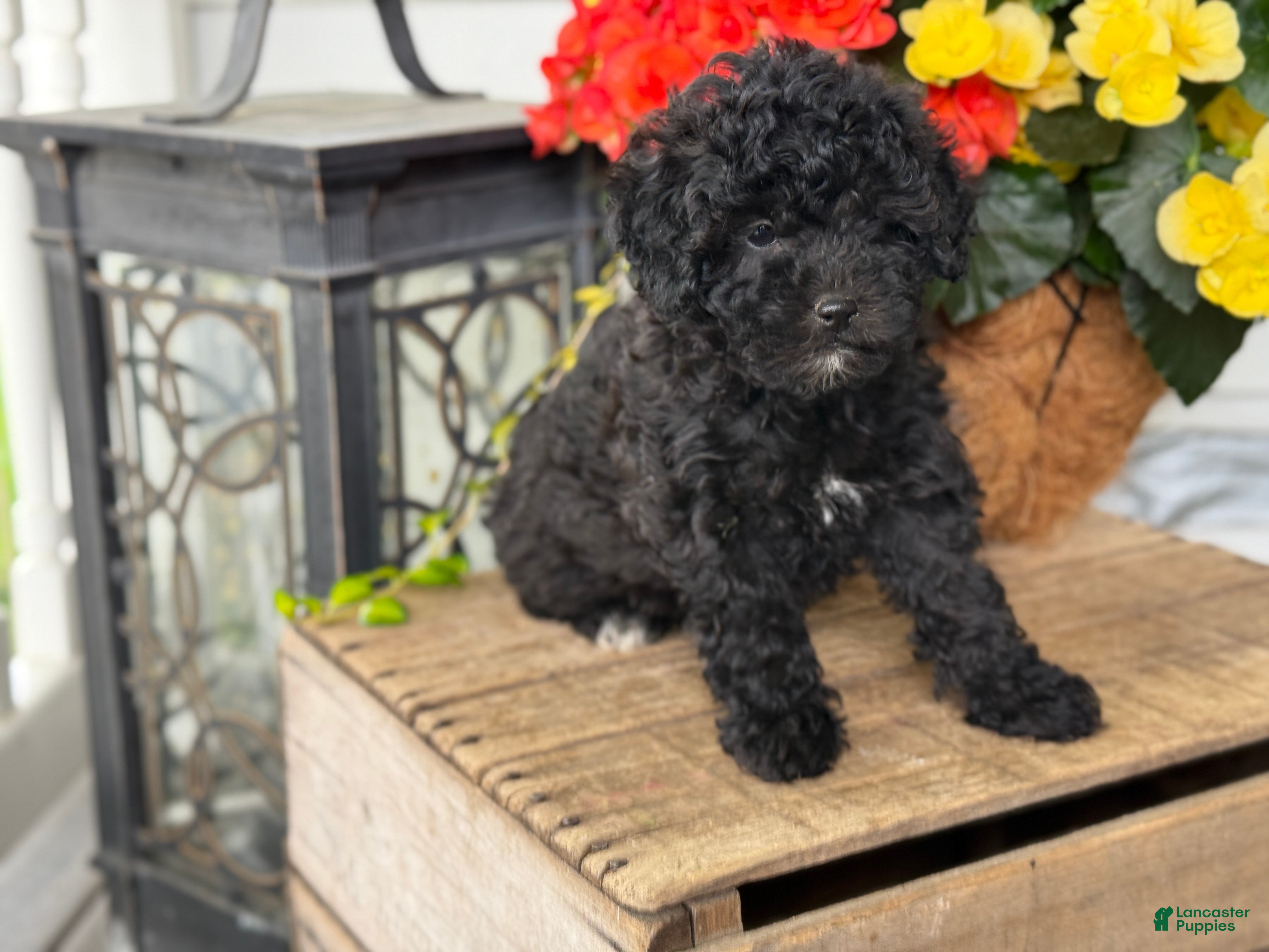 Mixed Breed dogs Queenie - Ad 2