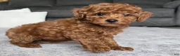 Miniature Poodle dogs for sale: Chloe - Ad 3