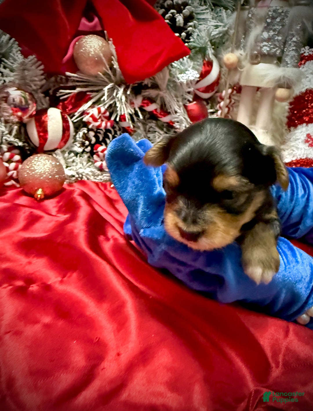 Yorkshire Terrier dogs for sale: Fettuccine  - Ad 17