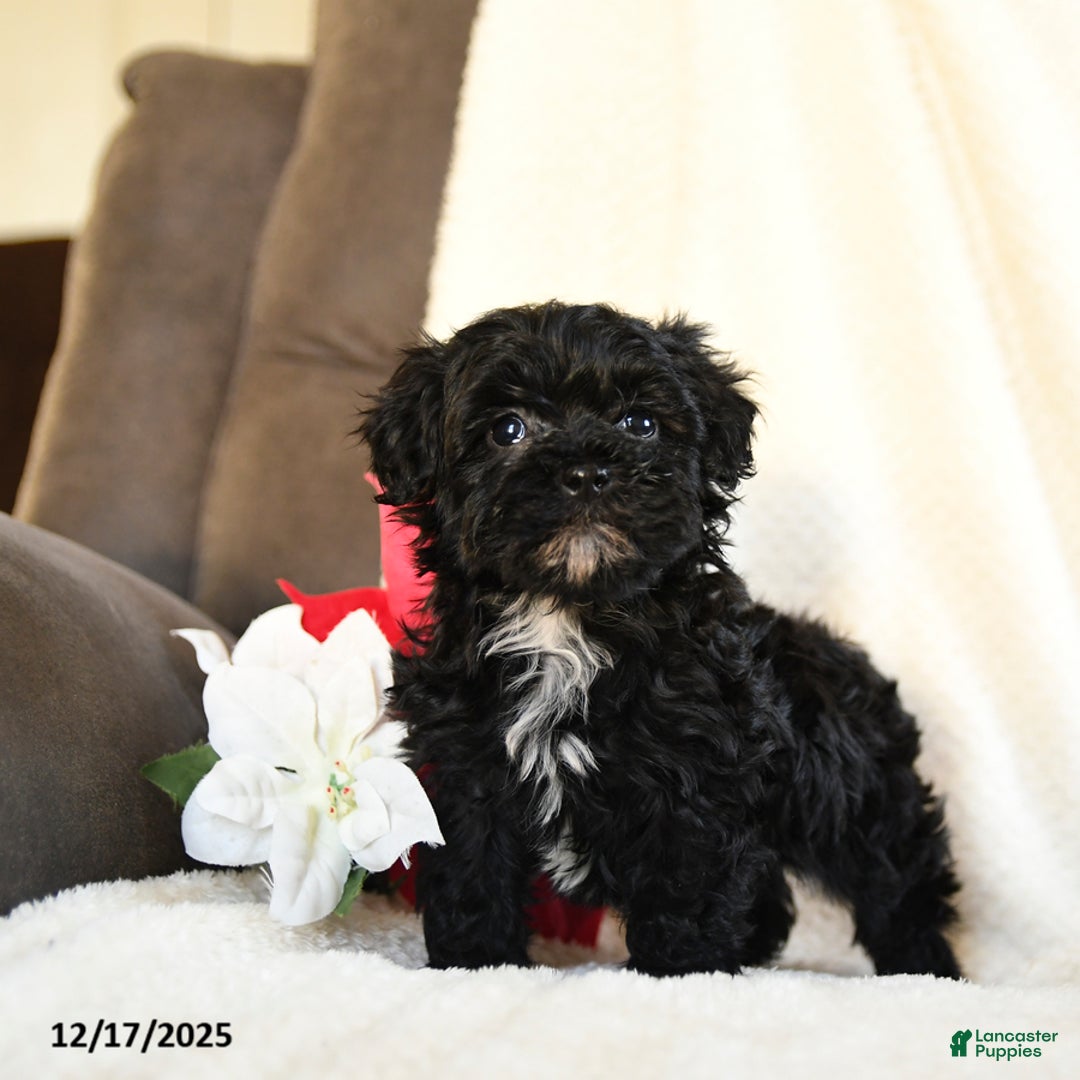 Teddy Bear dogs for sale: Licorice - Ad 2