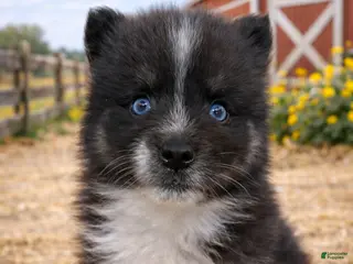 Pomsky dogs Jax (Green Collar) - Ad 12