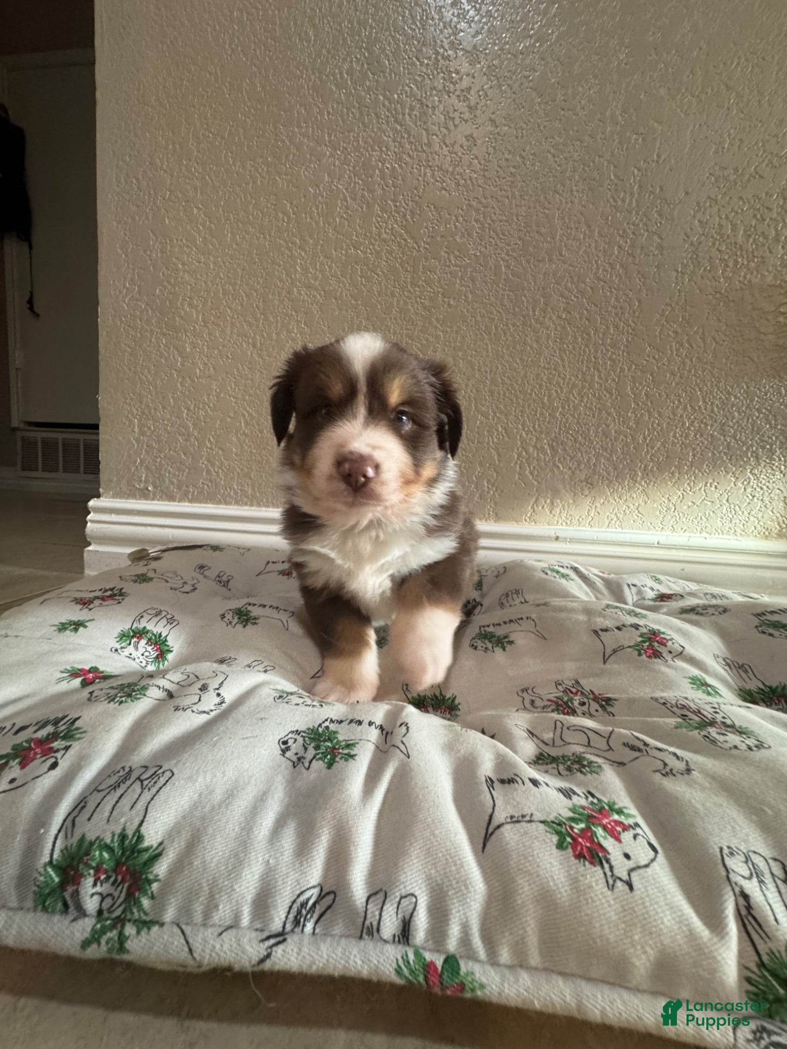 Australian Shepherd dogs Australian Shepherd 2 - Ad 13