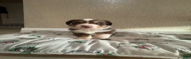 Australian Shepherd 2
