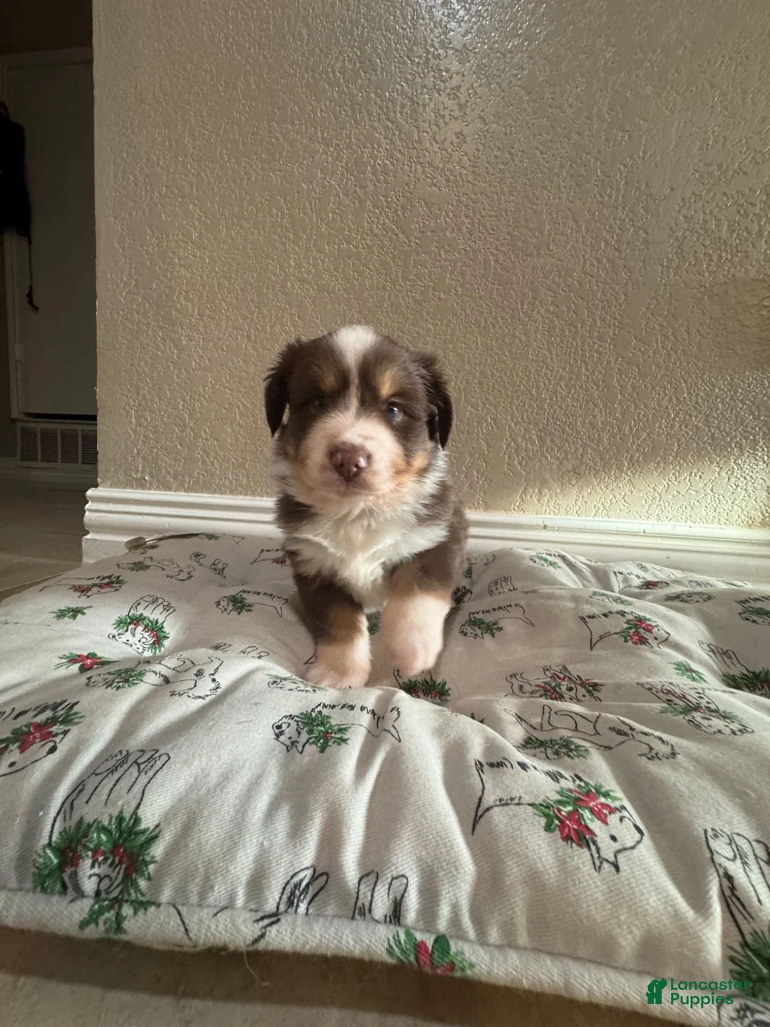 Australian Shepherd dogs for sale: Australian Shepherd 2 - Ad 1