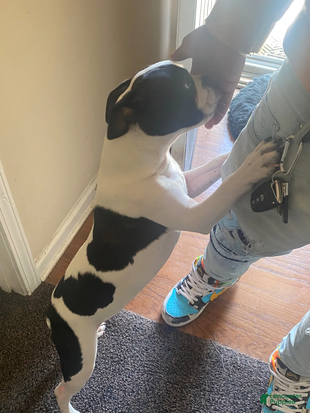 Boston Terrier dogs for sale: Skipp - Ad 2