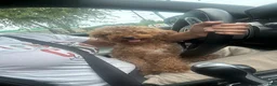 Toy Poodle dogs for sale: Toy Poodle 2 - Ad 4