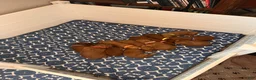 Irish Doodle dogs for sale: Burnt Orange Collar - “Sammy” - Ad 4