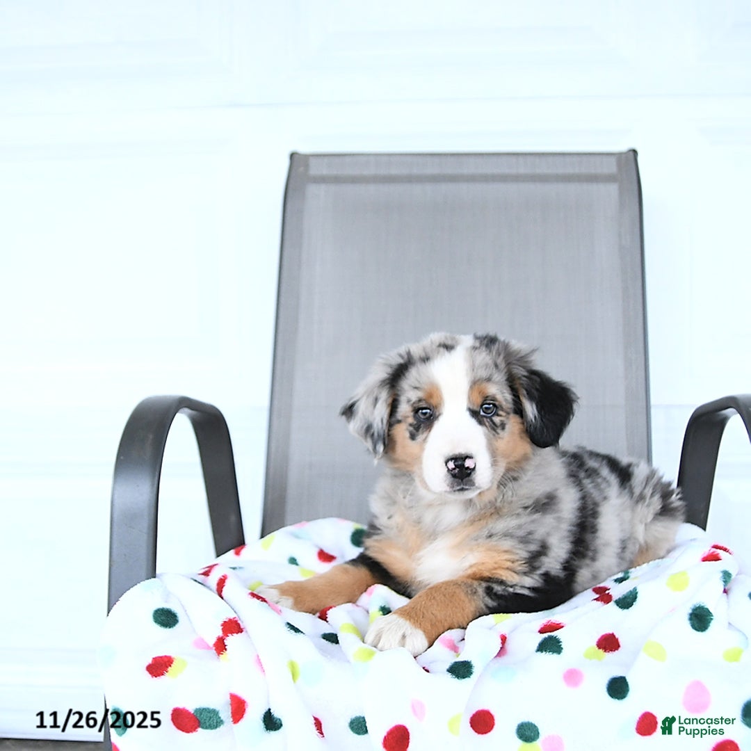 Australian Shepherd dogs for sale: Garrett - Ad 3