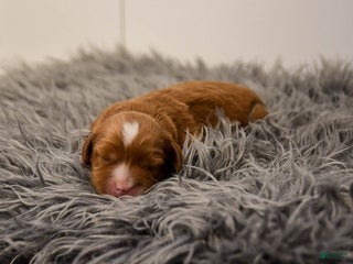 Cavapoo dogs Monty - Ad 33