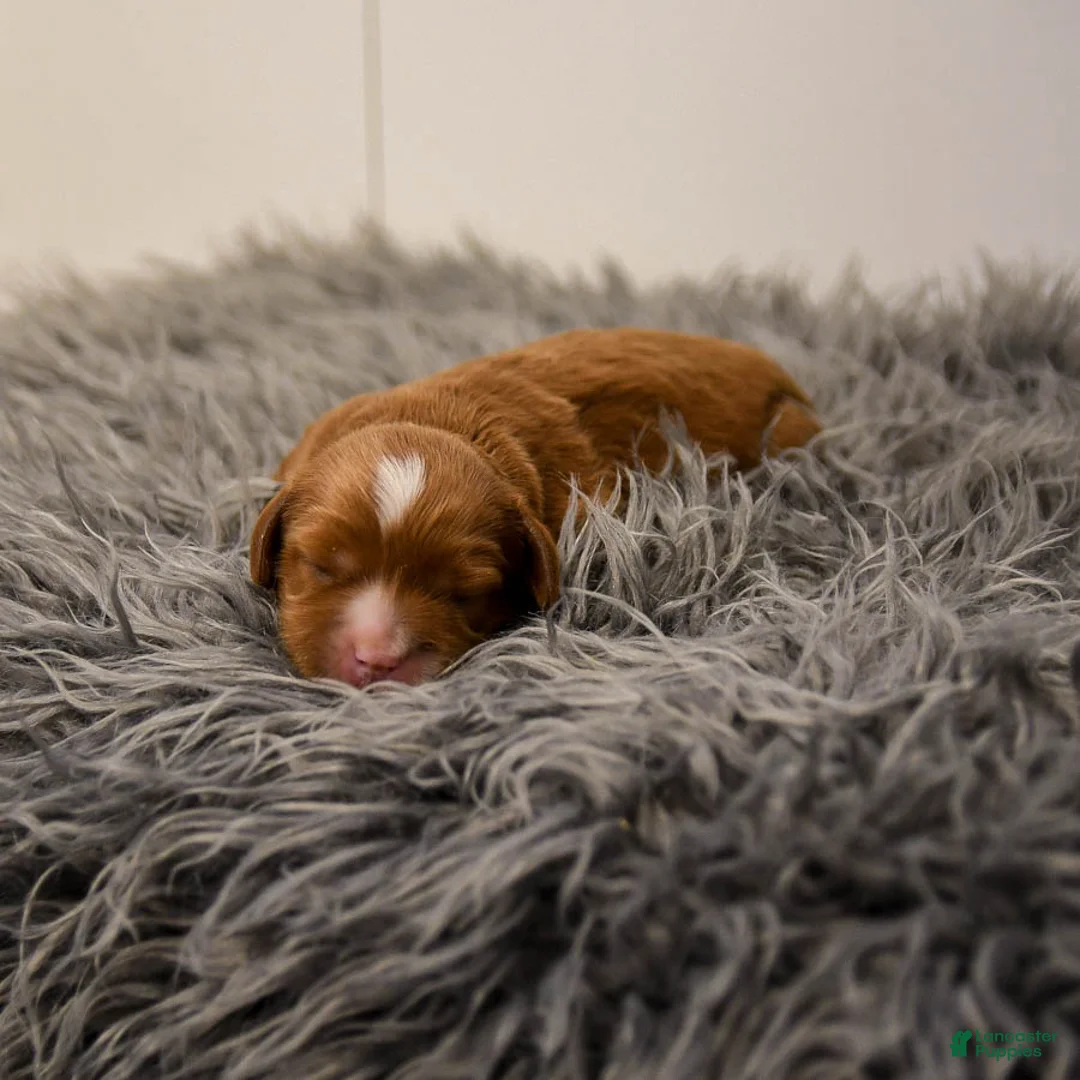 Cavapoo dogs for sale: Monty - Ad 6