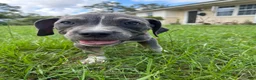 American Pit Bull Terrier dogs for sale: American Pit Bull Terrier 2 - Ad 4