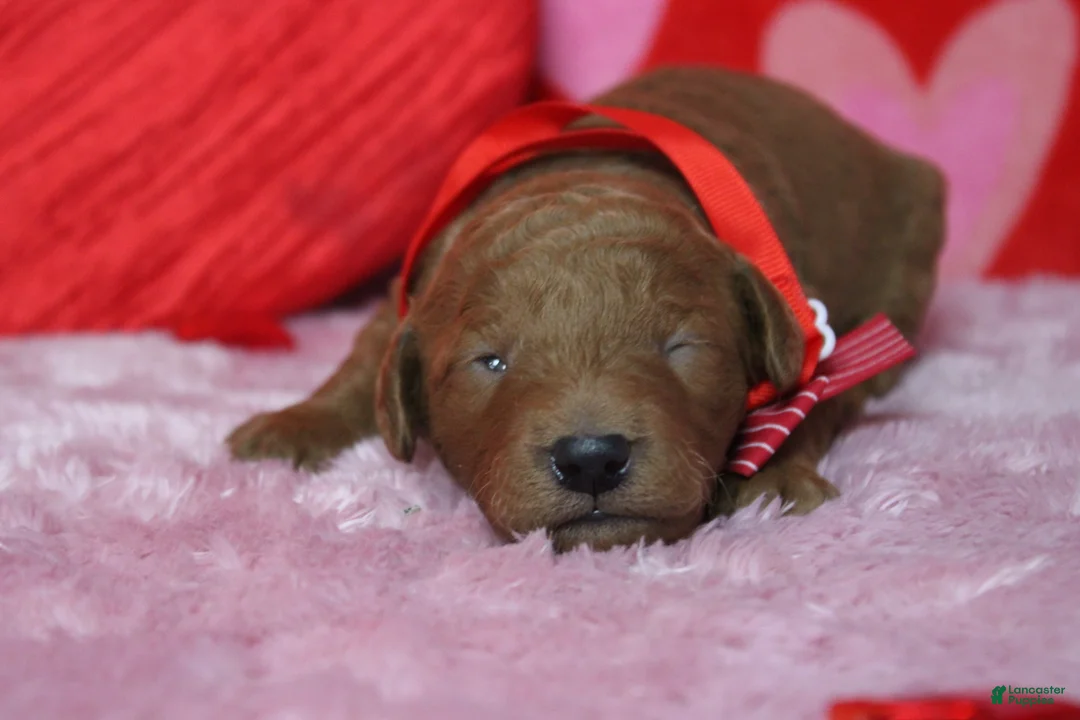 Goldendoodle dogs for sale: Sprite  - Ad 1