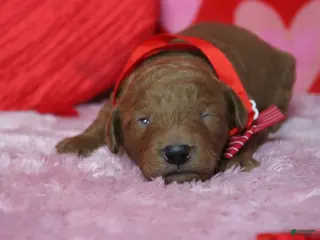 Goldendoodle dogs Sprite - Ad 16