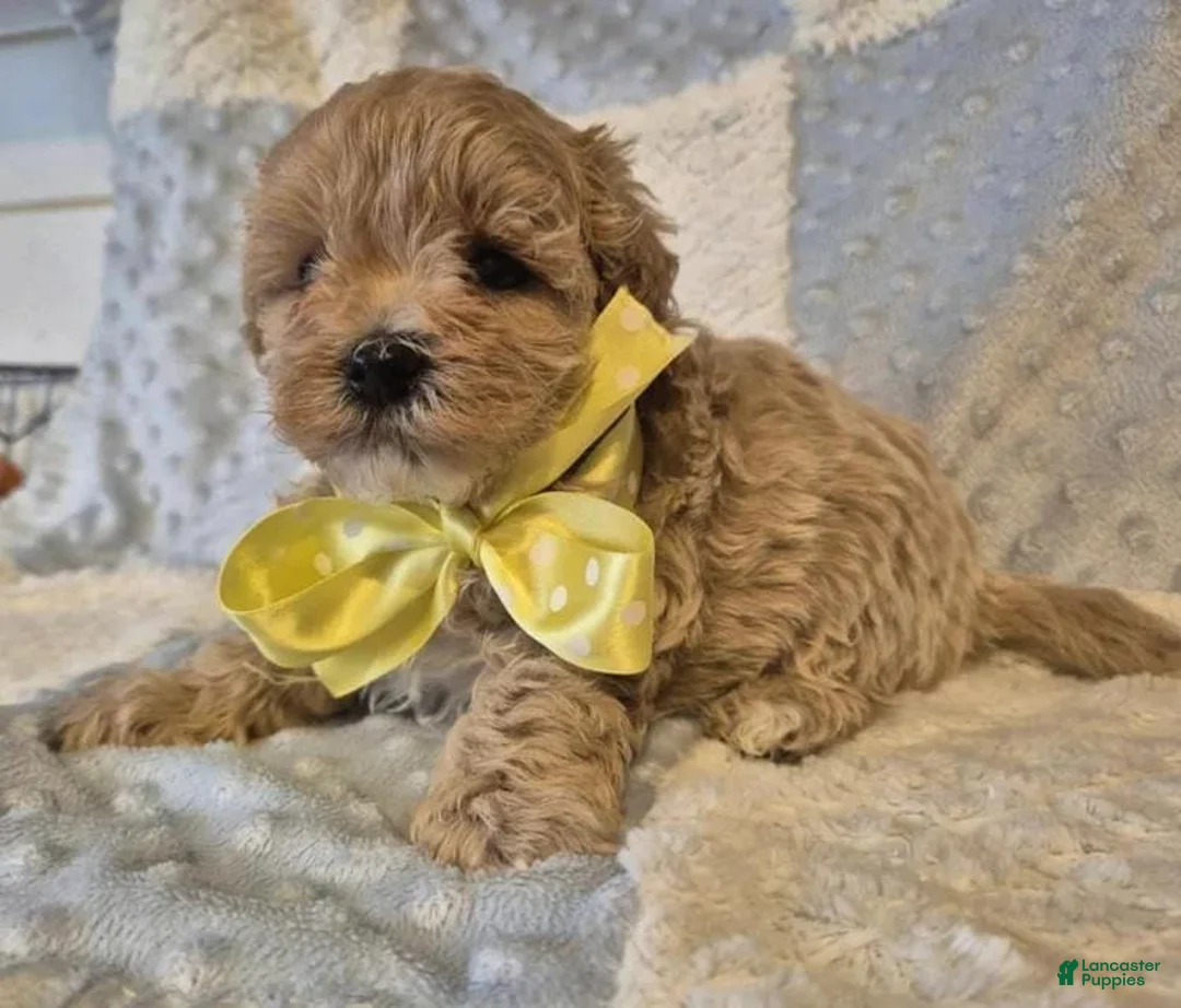 Maltipoo dogs for sale: Sally - Ad 1