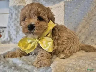 Maltipoo dogs Sally - Ad 33