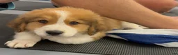 Mixed Breed dogs for sale: Gipetto - Ad 1