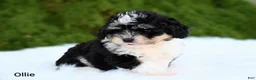 Miniature Australian Shepherd dogs for sale: Ollie - Ad 3
