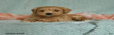 Mervi
