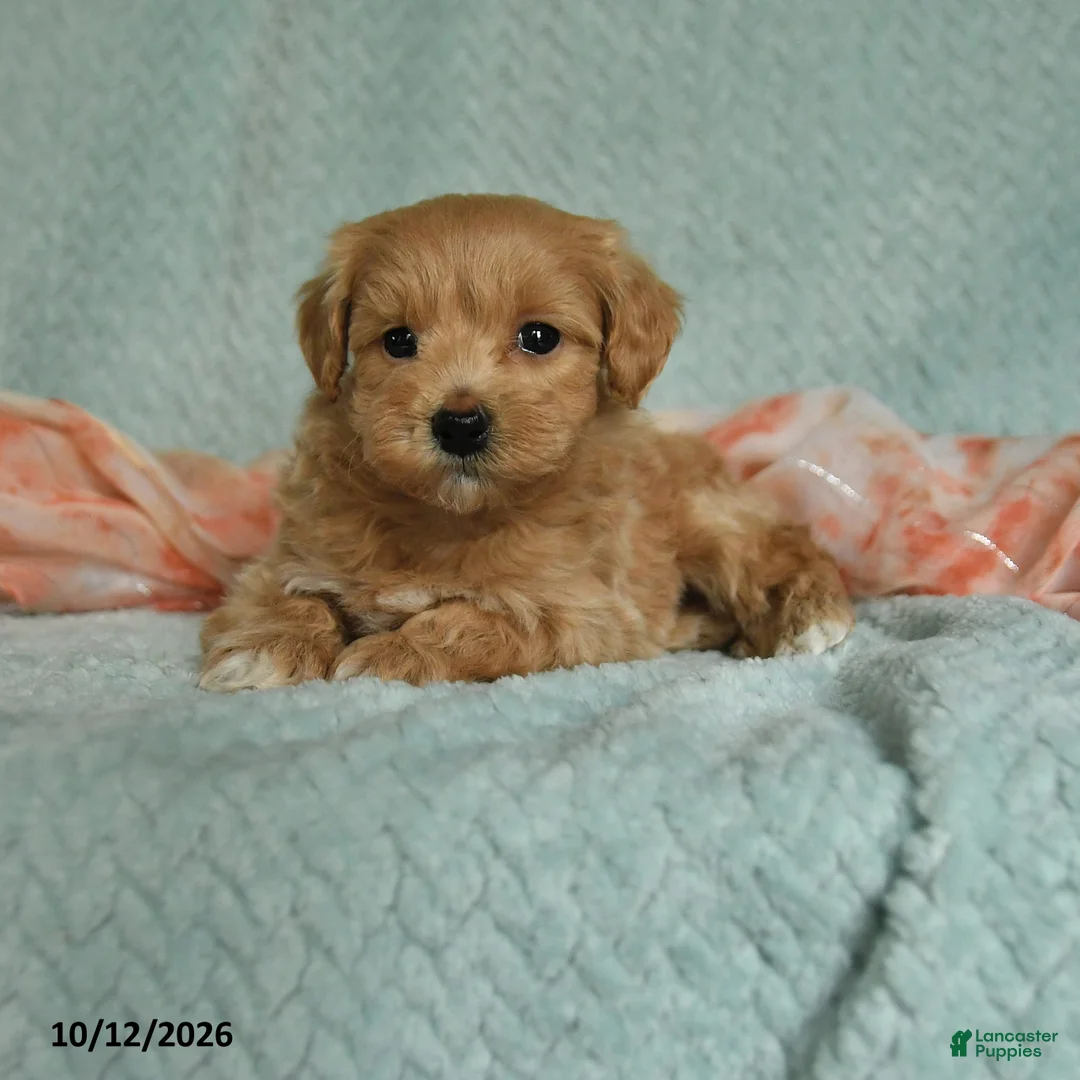 Maltipoo dogs for sale: Mervi - Ad 1