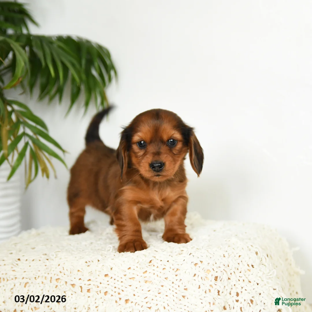 Miniature Dachshund dogs for sale: Jemmie - Ad 2