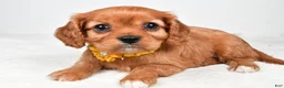 Cavalier King Charles Spaniel dogs for sale: Kylie - Ad 2
