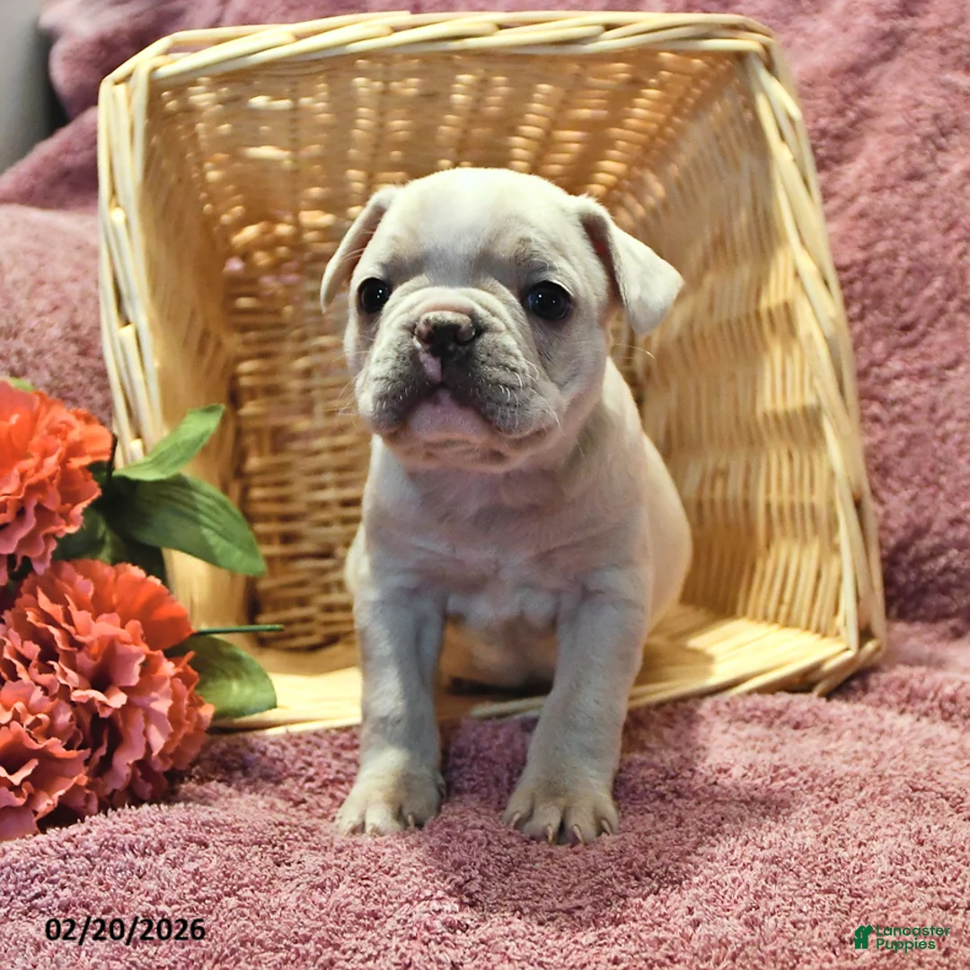 Frenchton dogs for sale: Smokey - Ad 3
