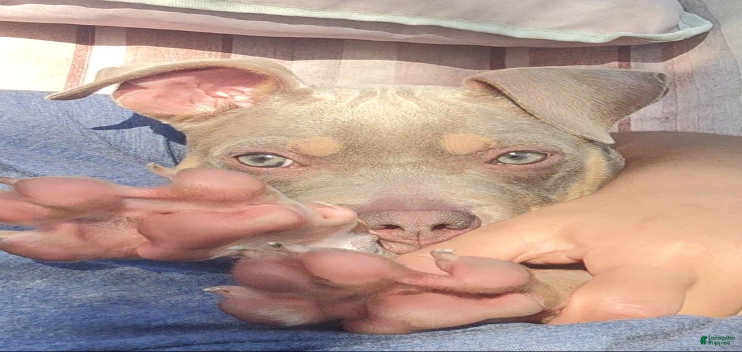 Gallery Image {{count}}